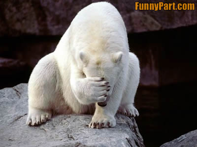 FunnyPart-com-polar_bear_failure.jpg